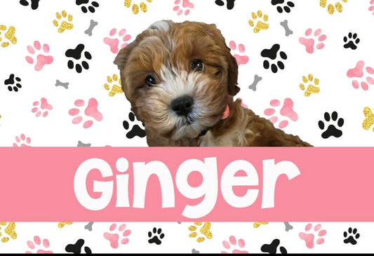 Ginger Single Photo Neophrene Dog Mat